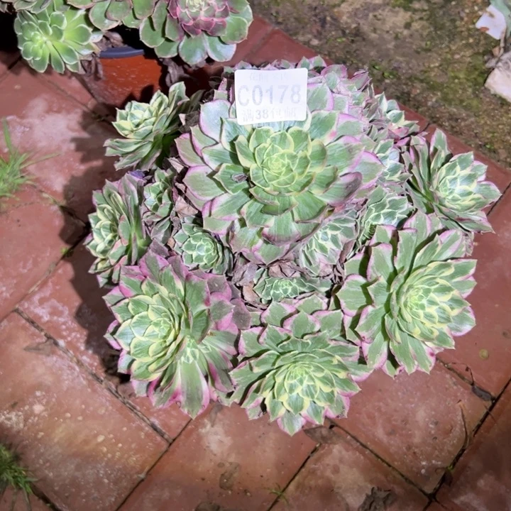 178海王、多肉植物