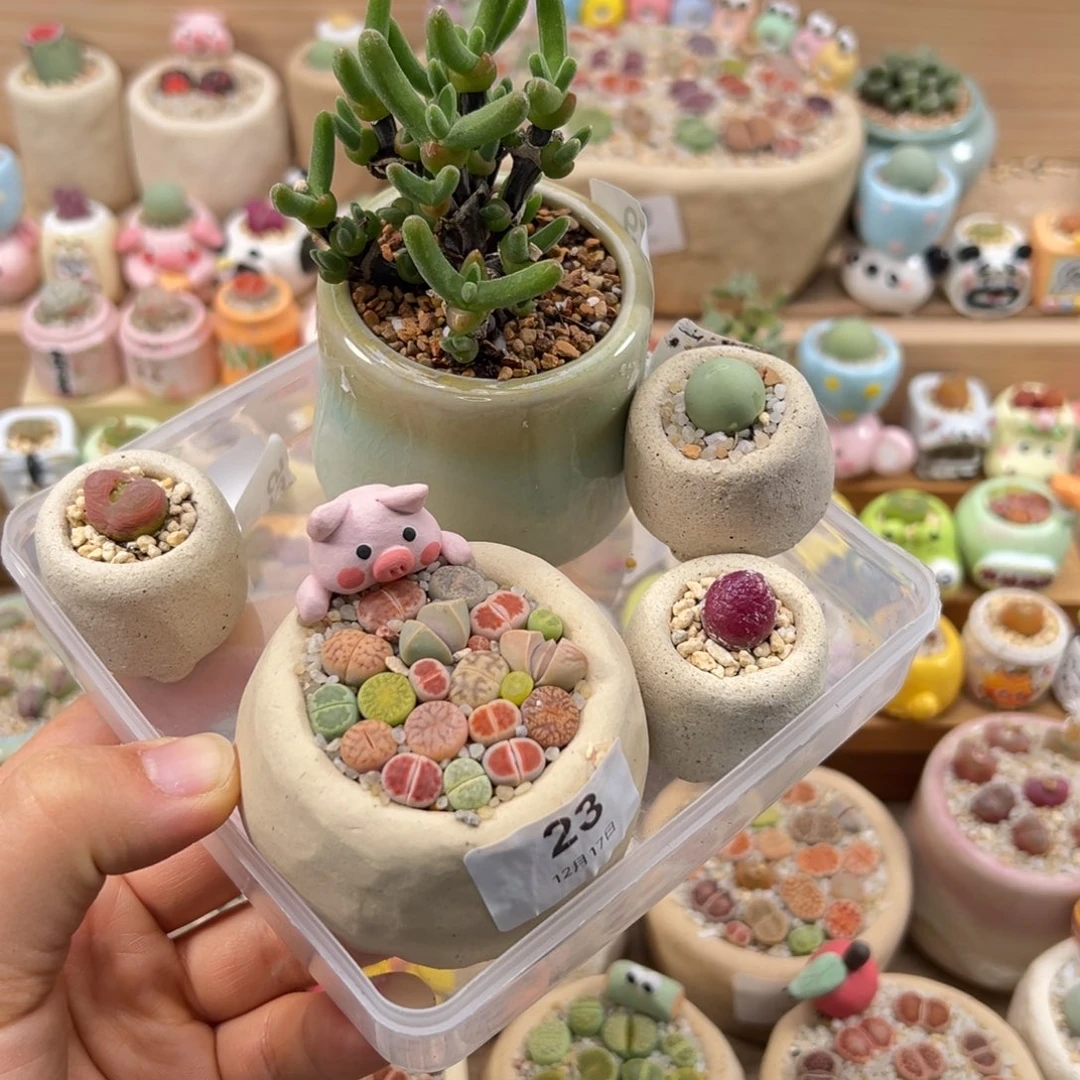 ʚ***ɞ多肉植物55号一起