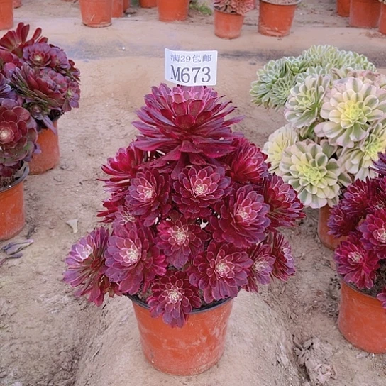 673繁星多肉植物