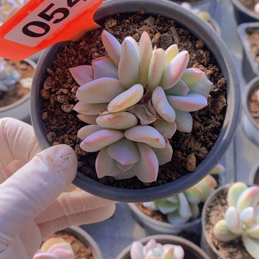 在**城054多肉植物