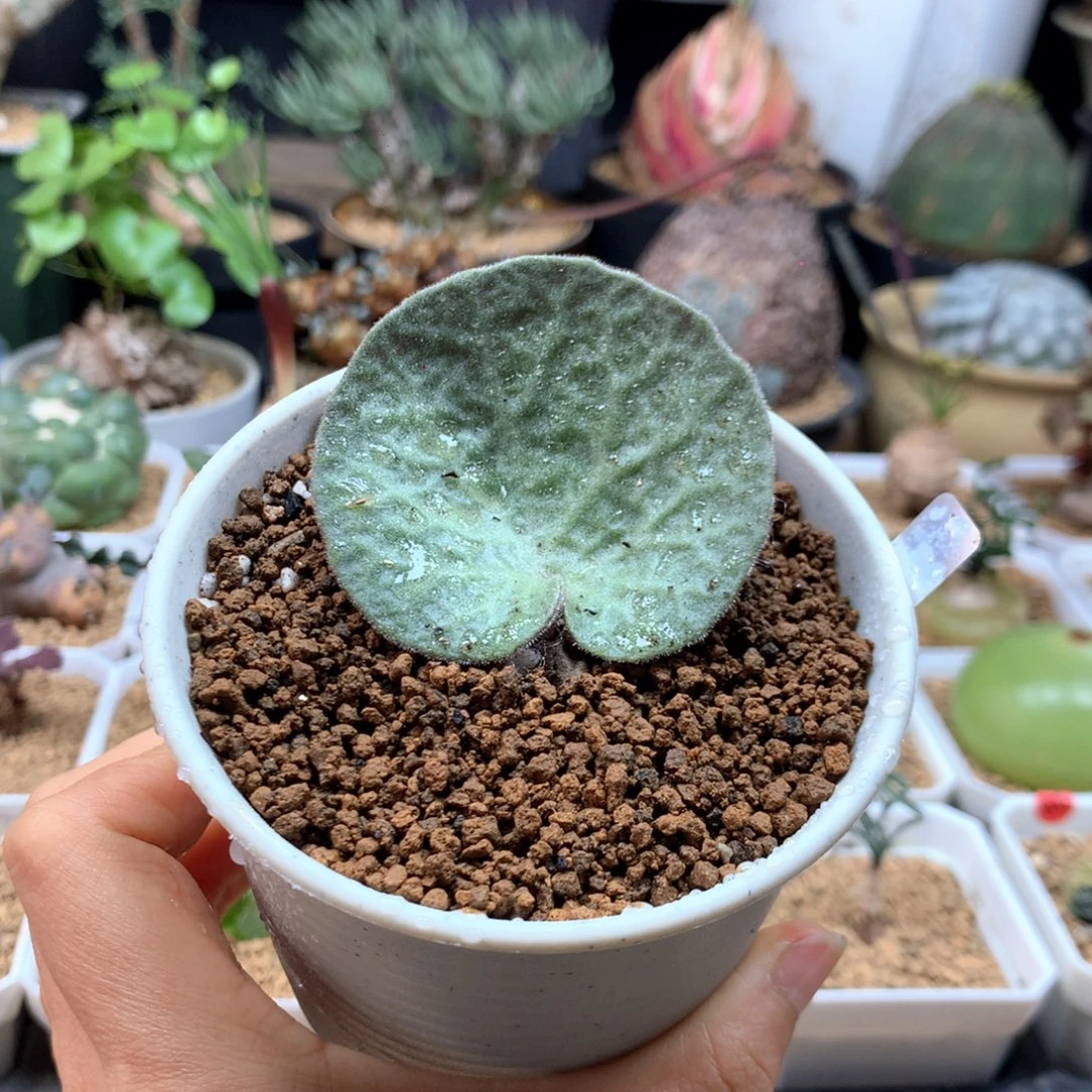 猪耳朵奇峰锦脱土多肉