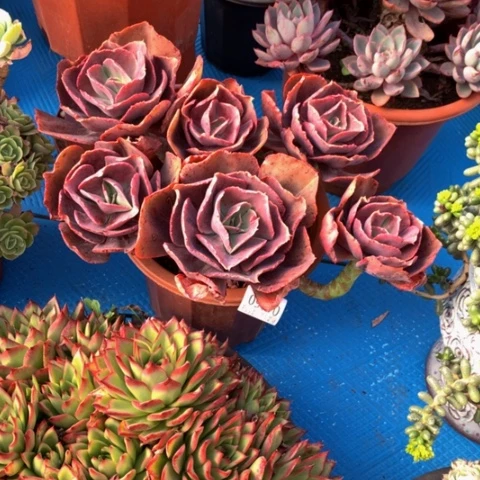 蓦*～1050初吻多肉