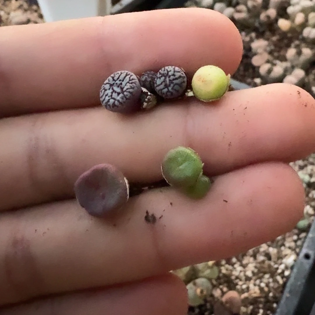 金***兔A406墨小锥拉登方碗红小丁