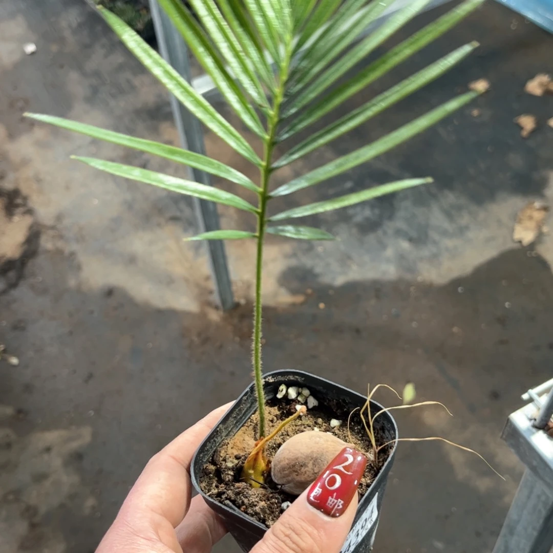 两**二24394一物一拍单头发货