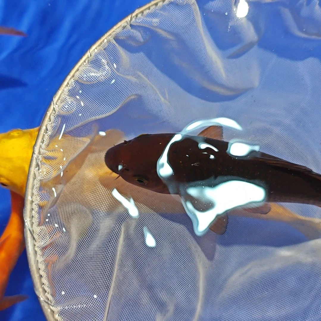 锦鲤10.23双十一大促