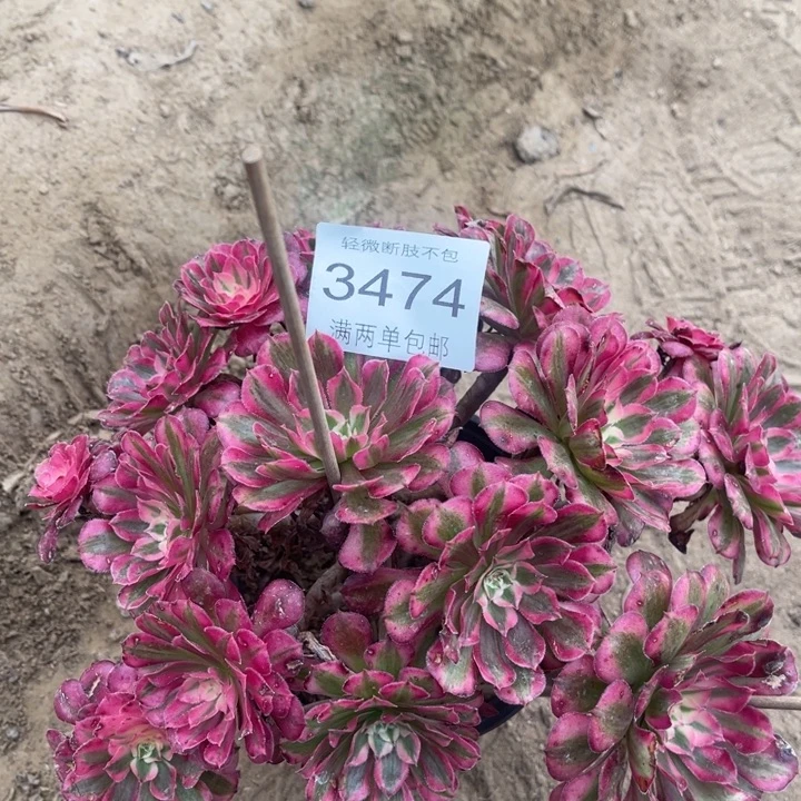 3474红铜的的的多肉