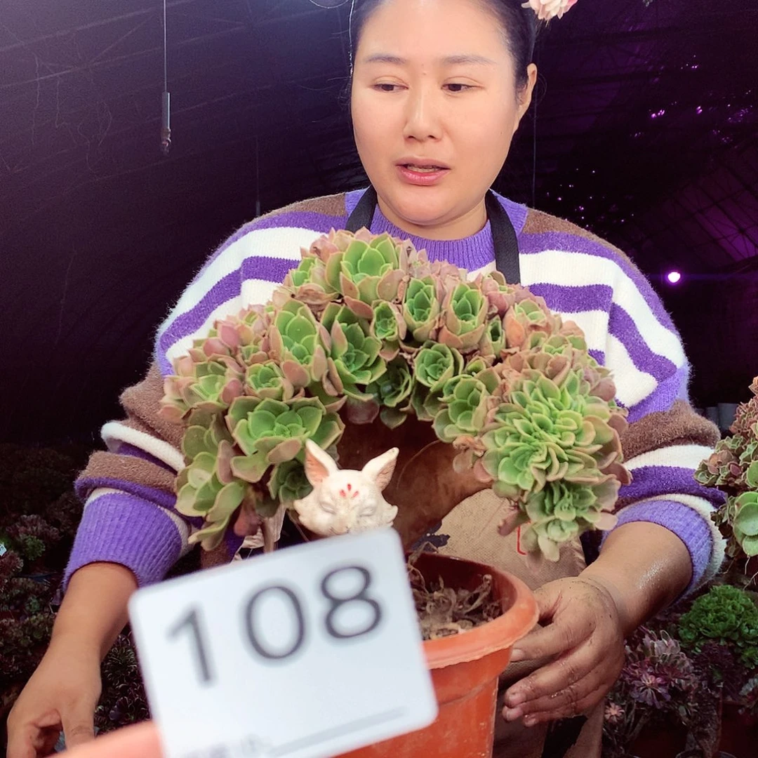 柒柒精品多肉脱土发货不包断侧枝108