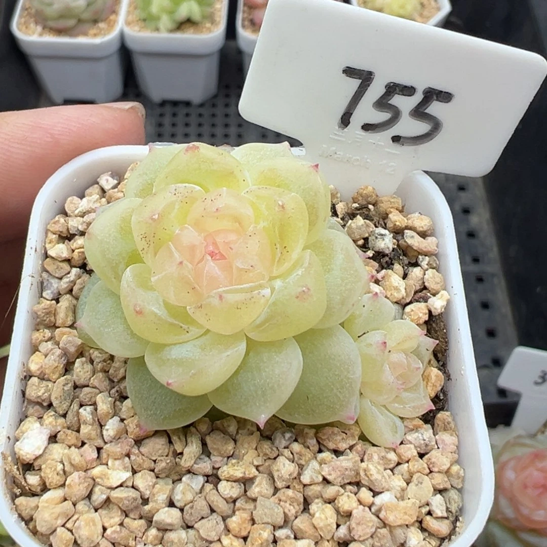 755号财富密码8888有晒斑