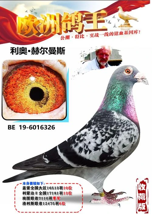 本鸽舍比利时原环鸽，成绩鸽，预留种鸽