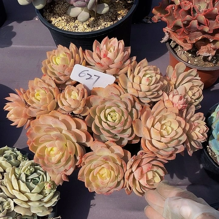 627丝绸面纱肉肉肉肉肉