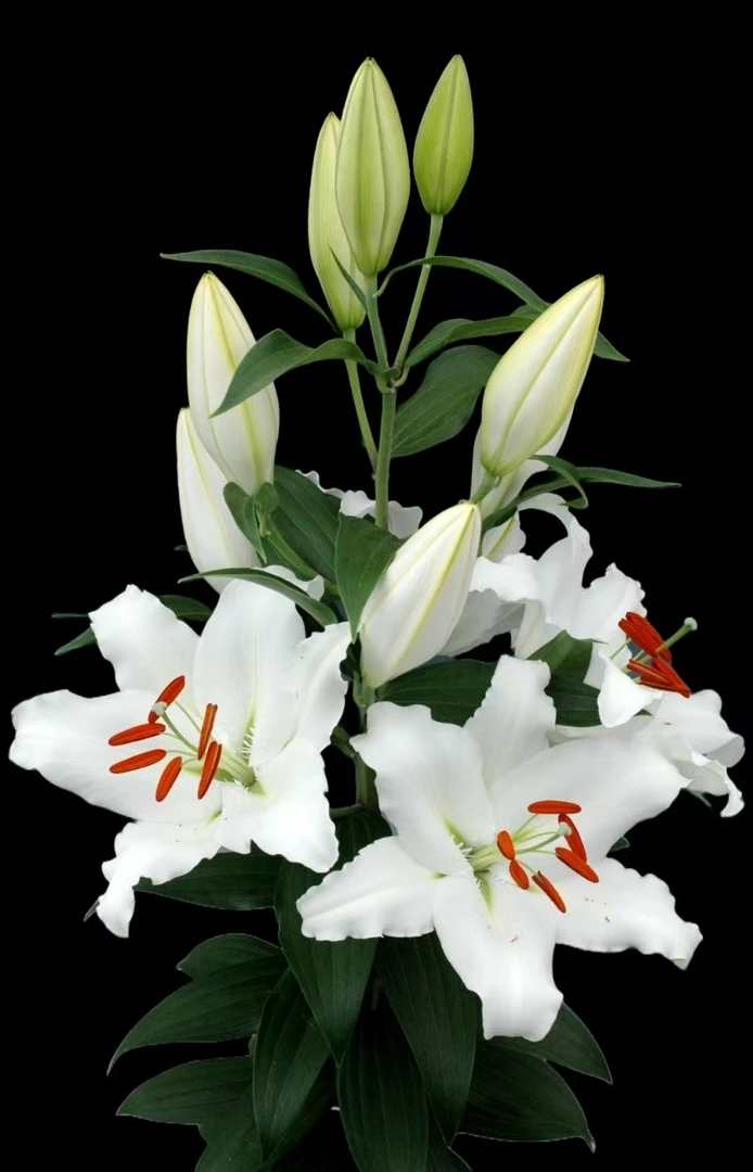 （曼曼）百合何兰山10个花苞含2个花苞防损鲜花任意2单包邮