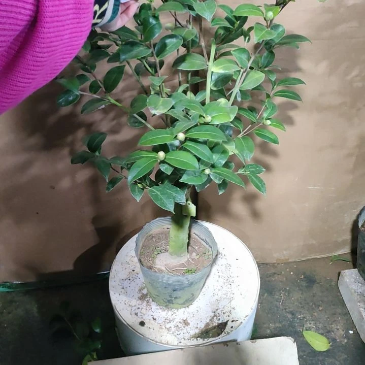 157斑水屋，原盆原土，不包邮