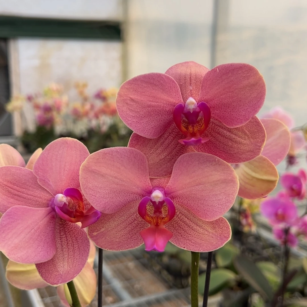 完全开放M256 剪梗