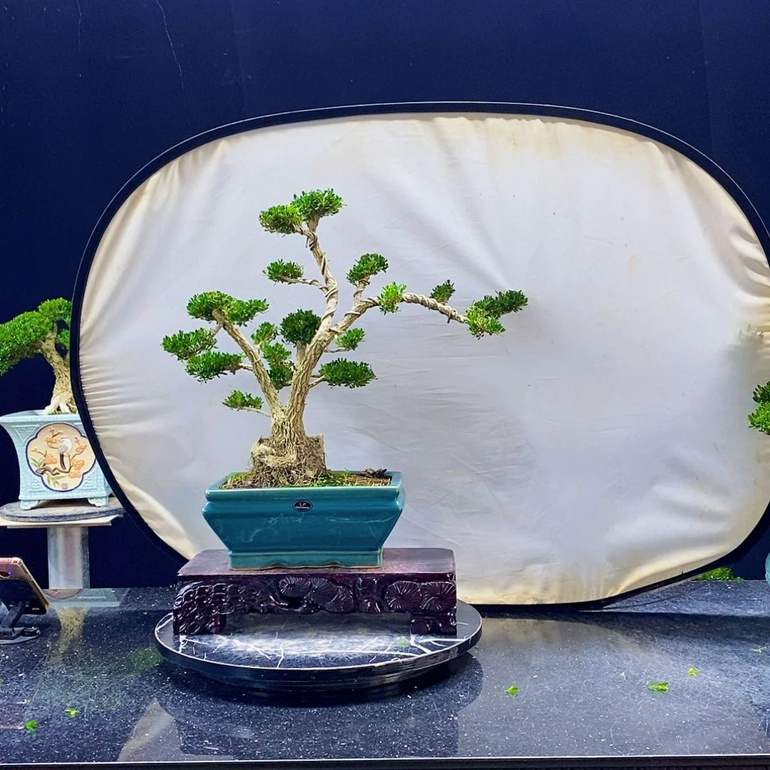 无花朵黄杨盆景造型