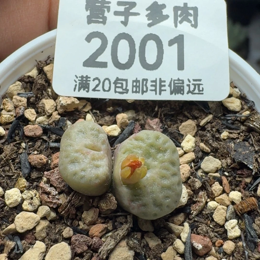 烧麦带盆土。
