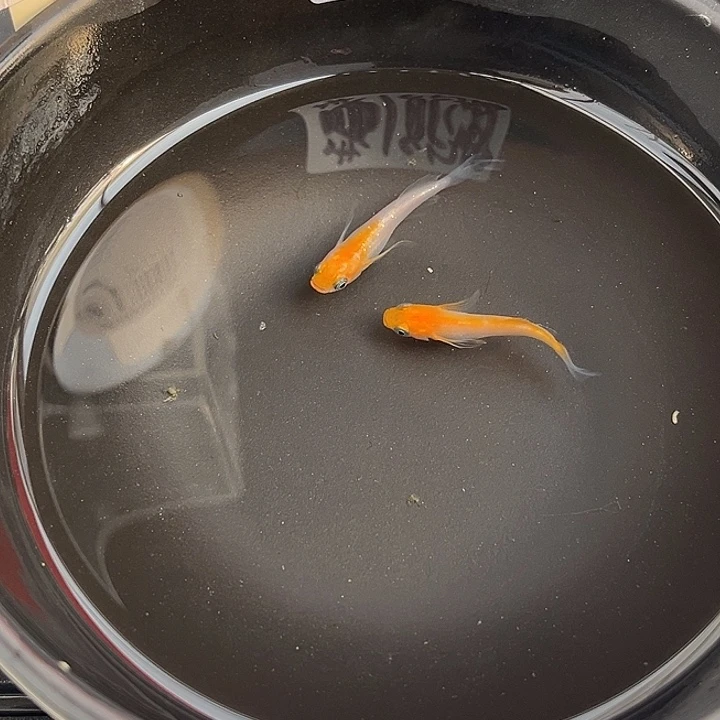 青鳉鱼扶桑花2条11号