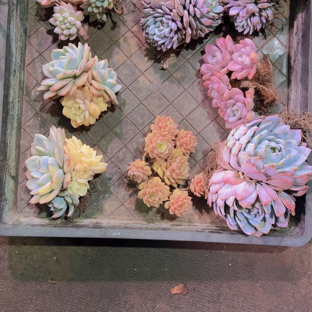 可***姥框拍共8颗一物一拍