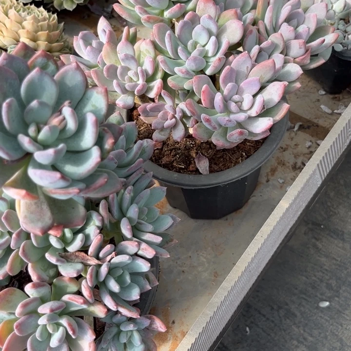 落***俗棠颂花卉一物一拍辉姑娘 洛俗