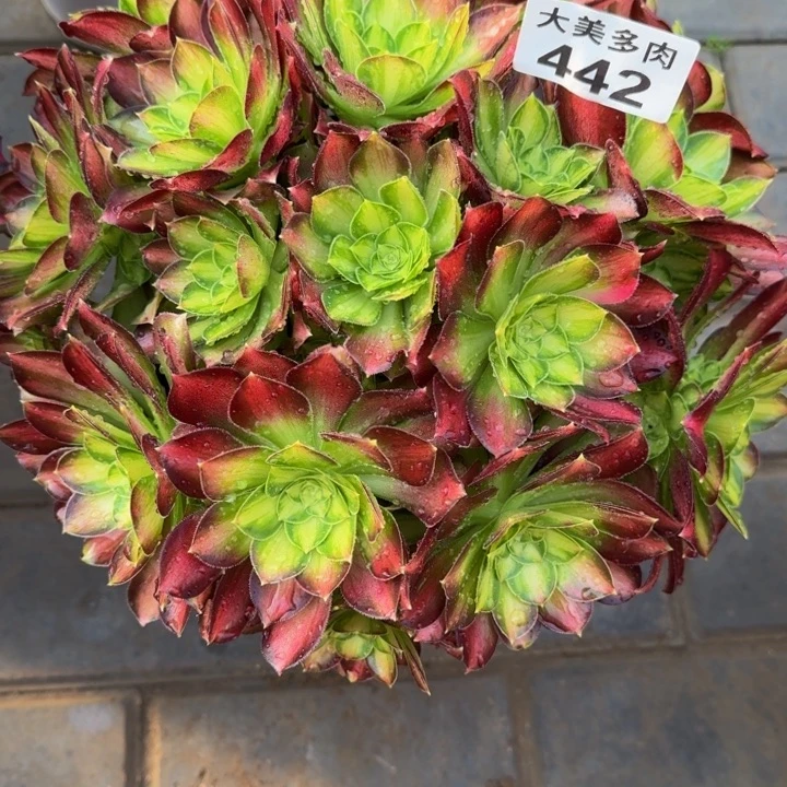 @****韶华丛林442肉肉