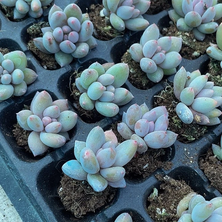 小所罗门1元带土发