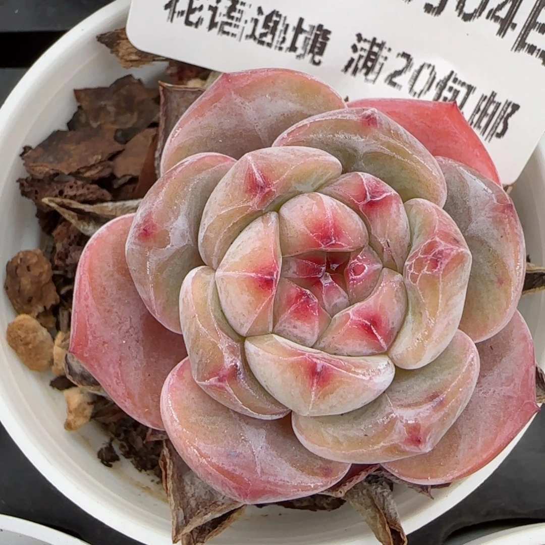 花语逸镜0204-415