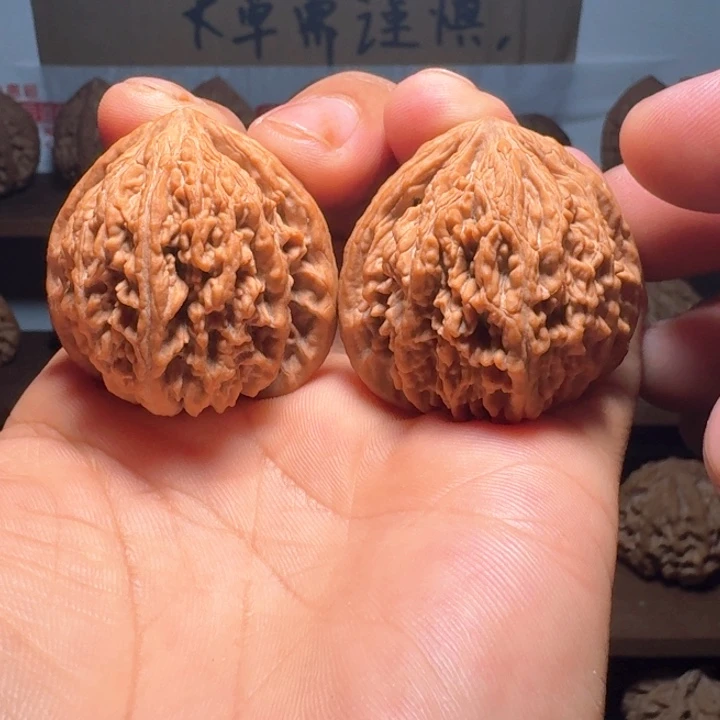 十***四秦岭野生流星雨狮子头