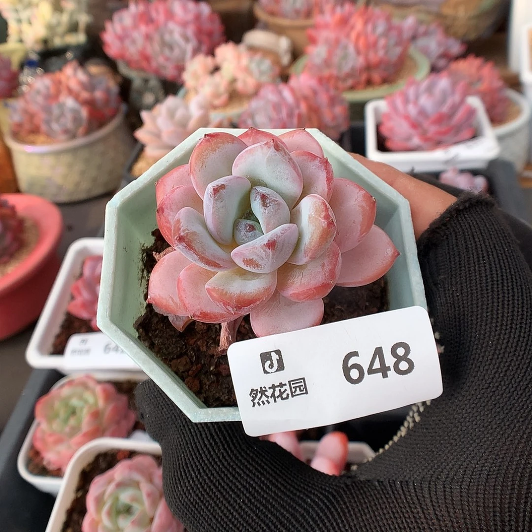 648星星雪多肉植物666