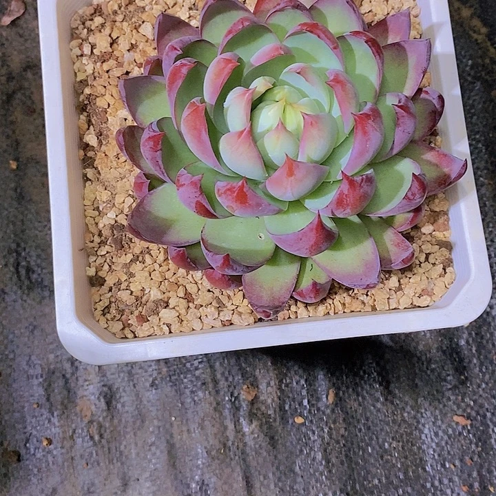 南***楠惊鸿仙多肉植物老桩