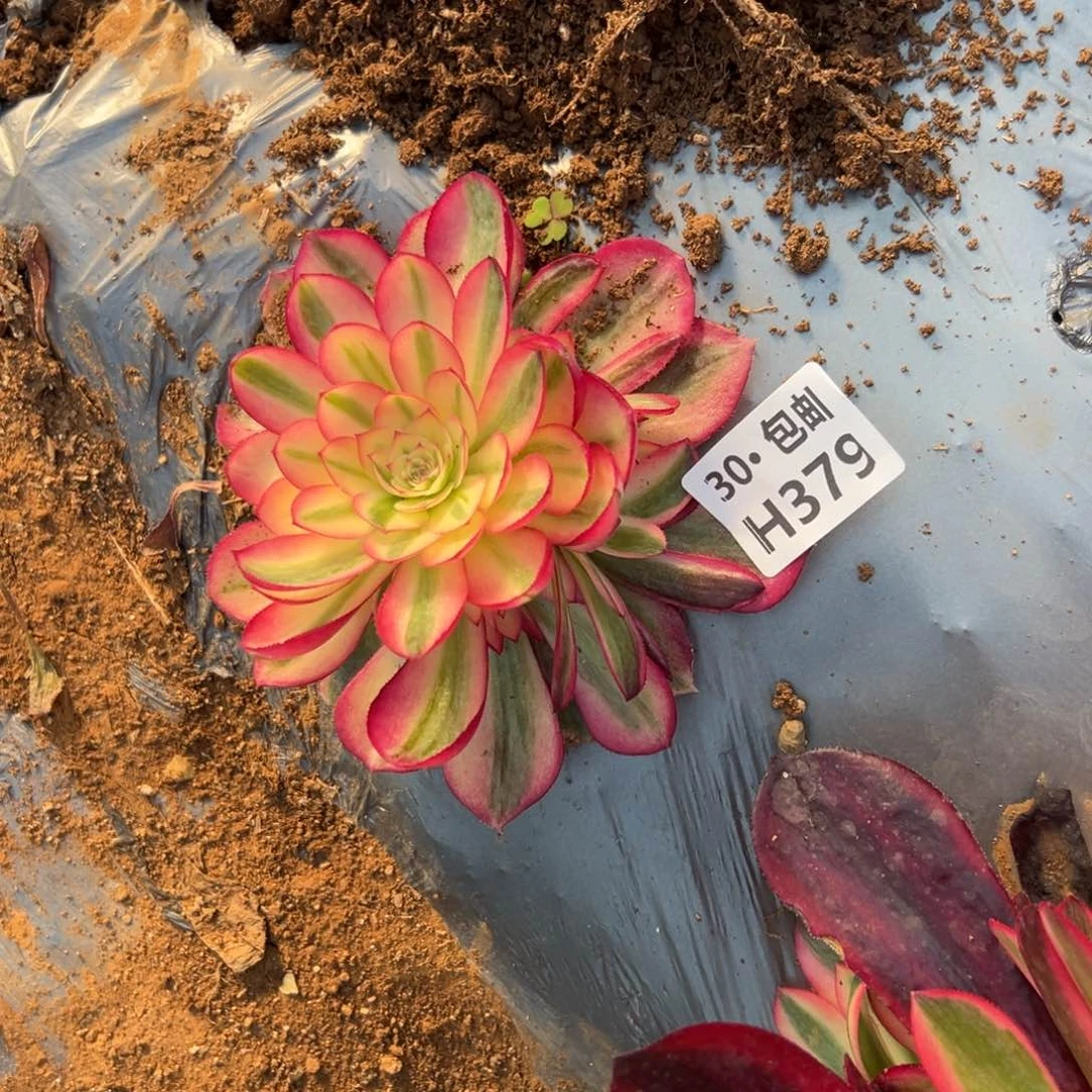 379倾城，多肉法师