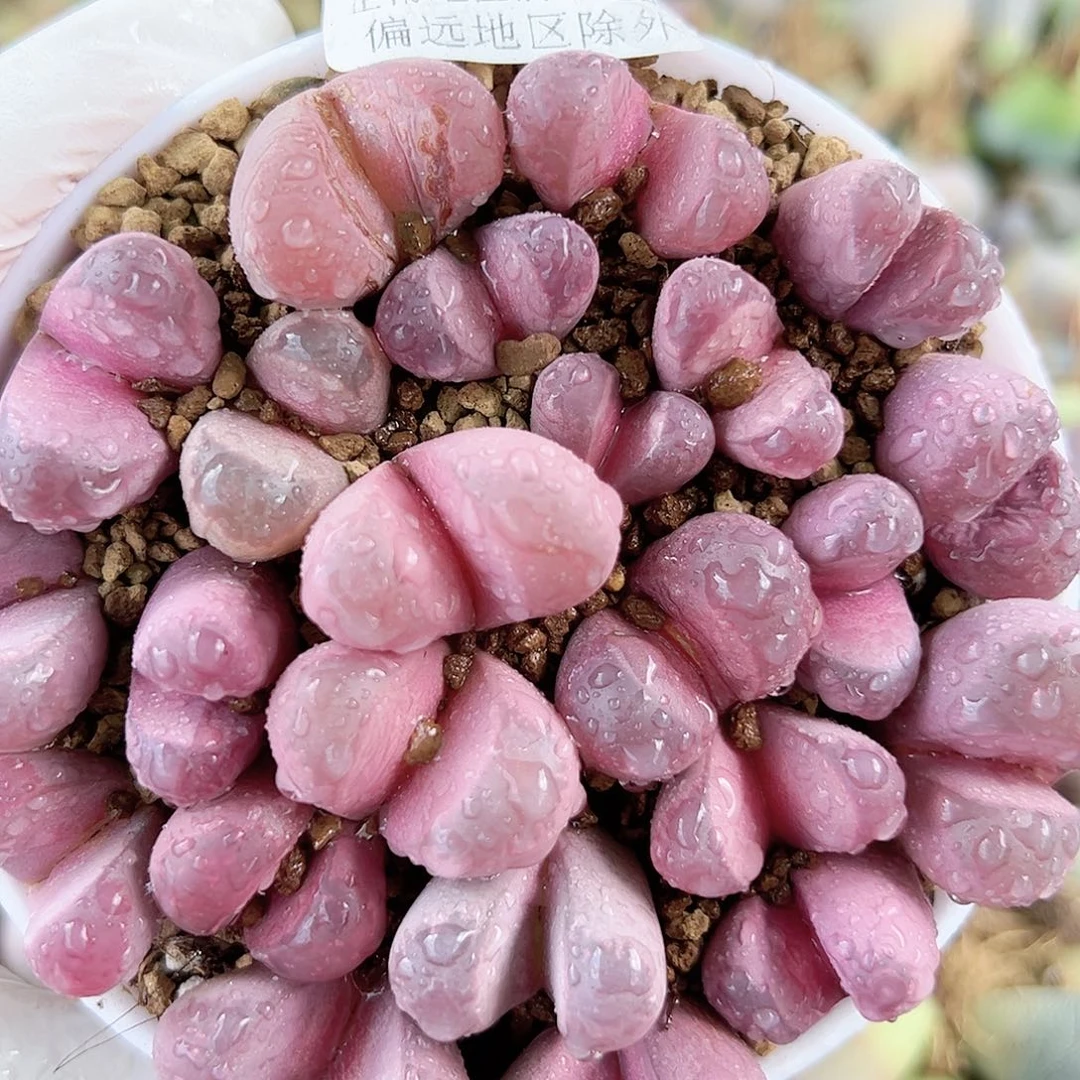 5001 好养易活生石花大母本9cm盆