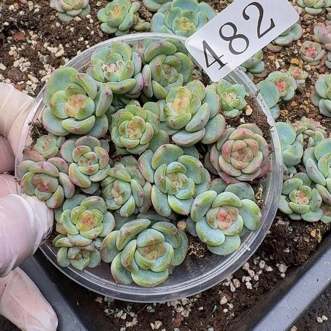 多肉植物多肉植物482