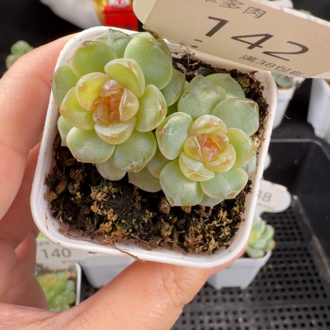 舒月双头一颗142号