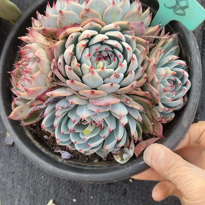 两单包邮，一物一拍38吉娃娃