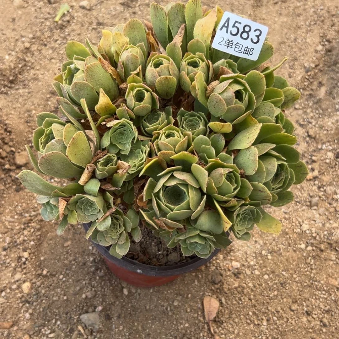 583多肉    绿羊绒