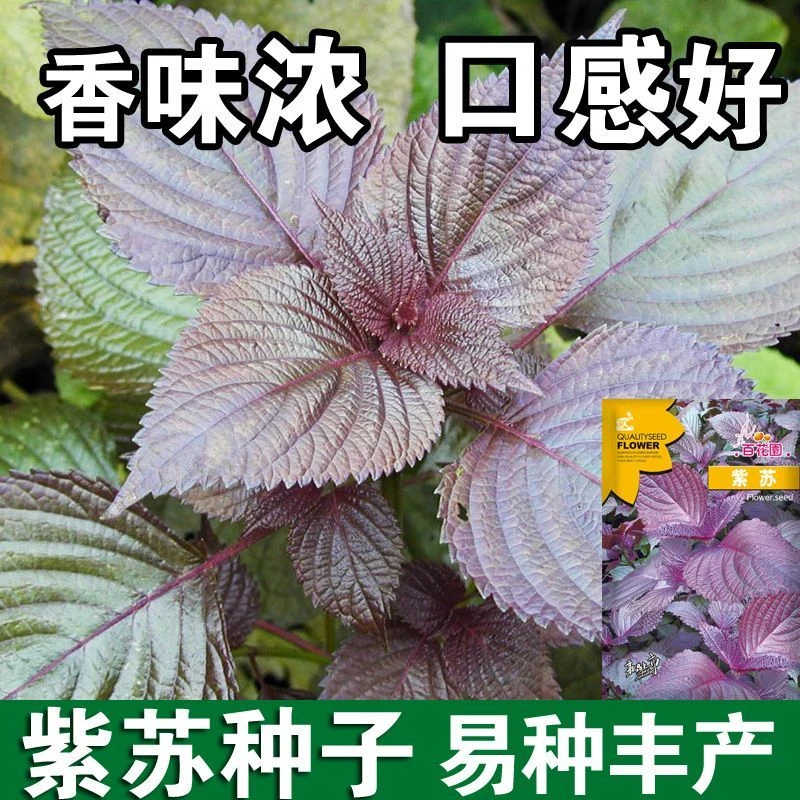 春播】紫苏种子种籽孑紫苏子盆栽可食用苏子叶四季种植菜种蔬菜