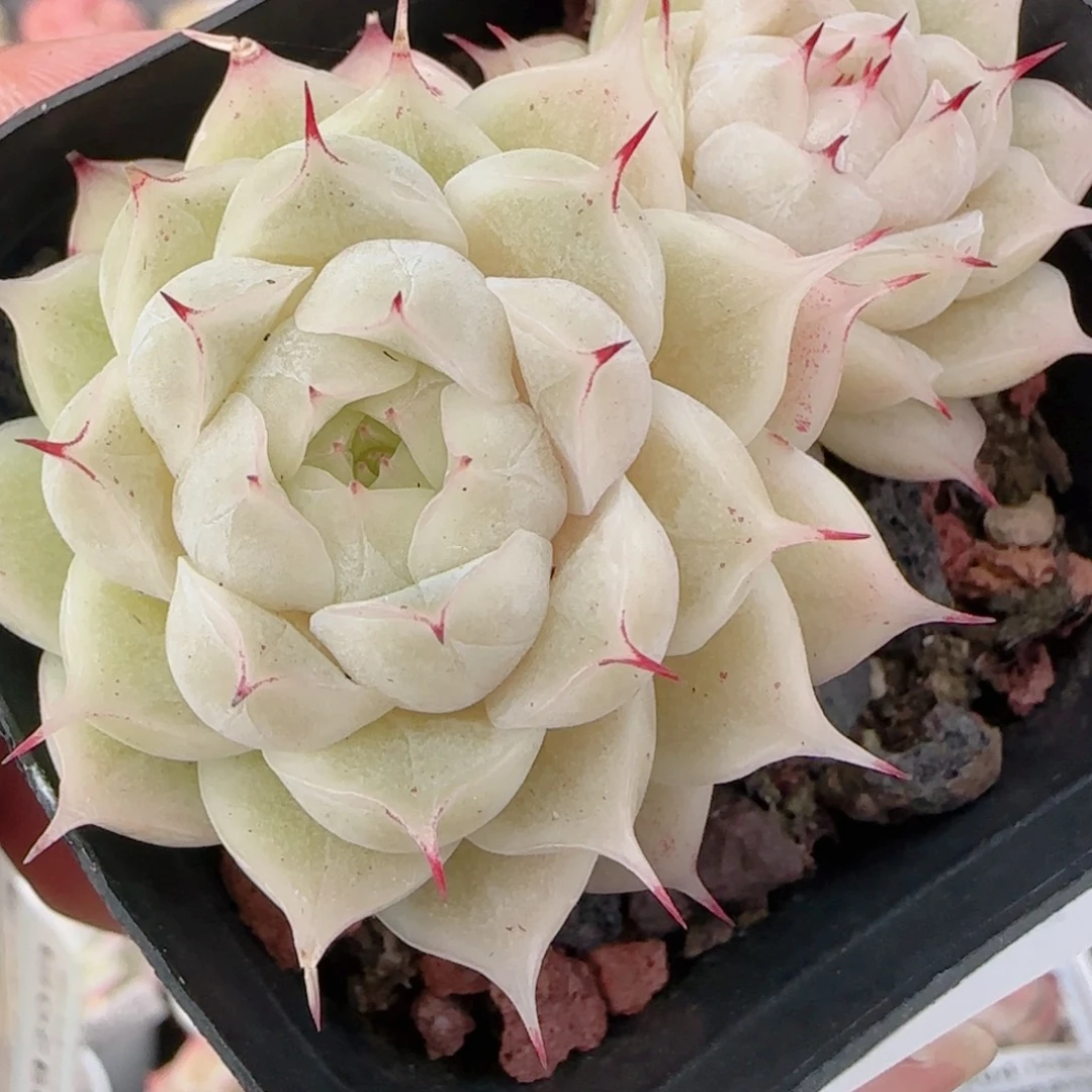 花语多肉1220-216白玉魔散