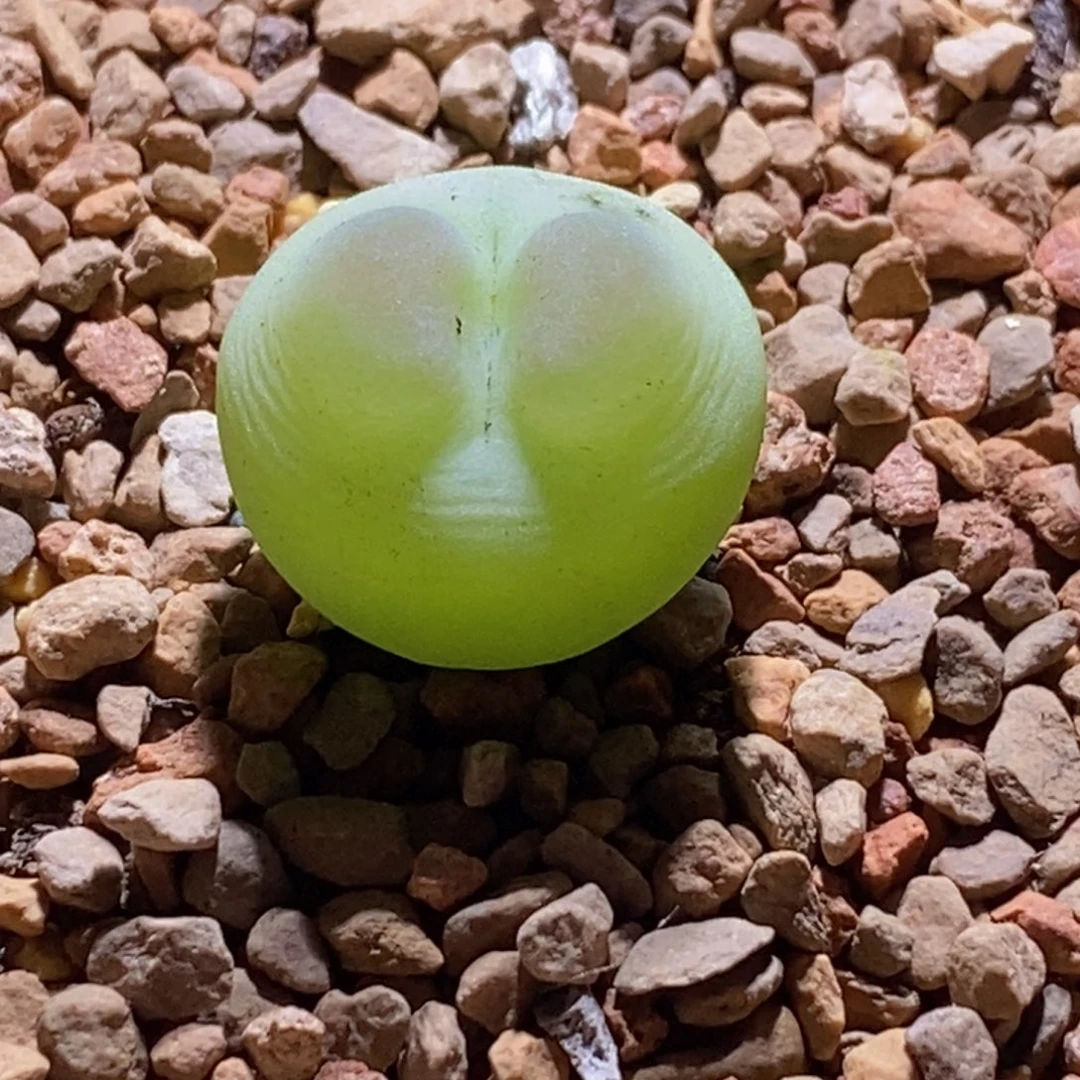 一颗好看的拉登子