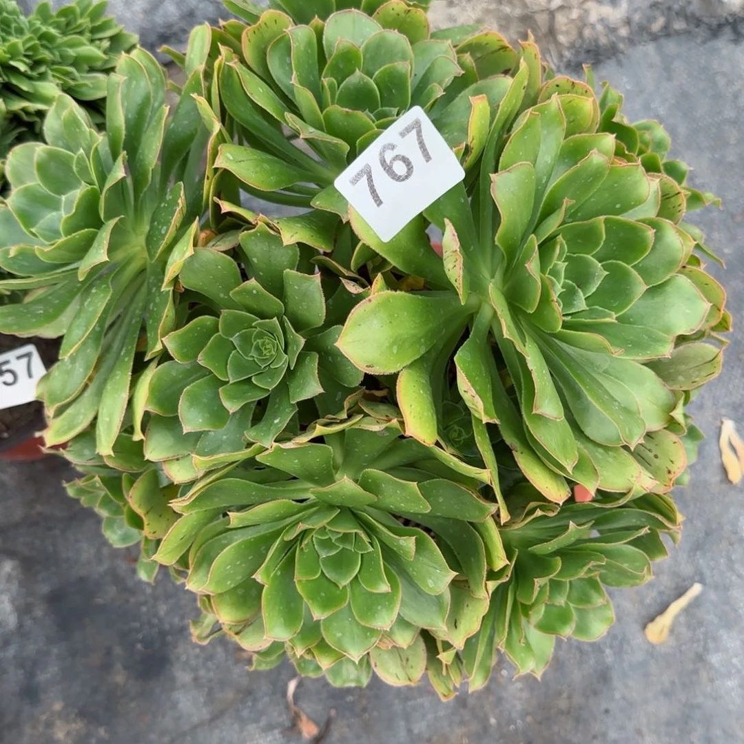 喷****刷767多肉植物君美丽