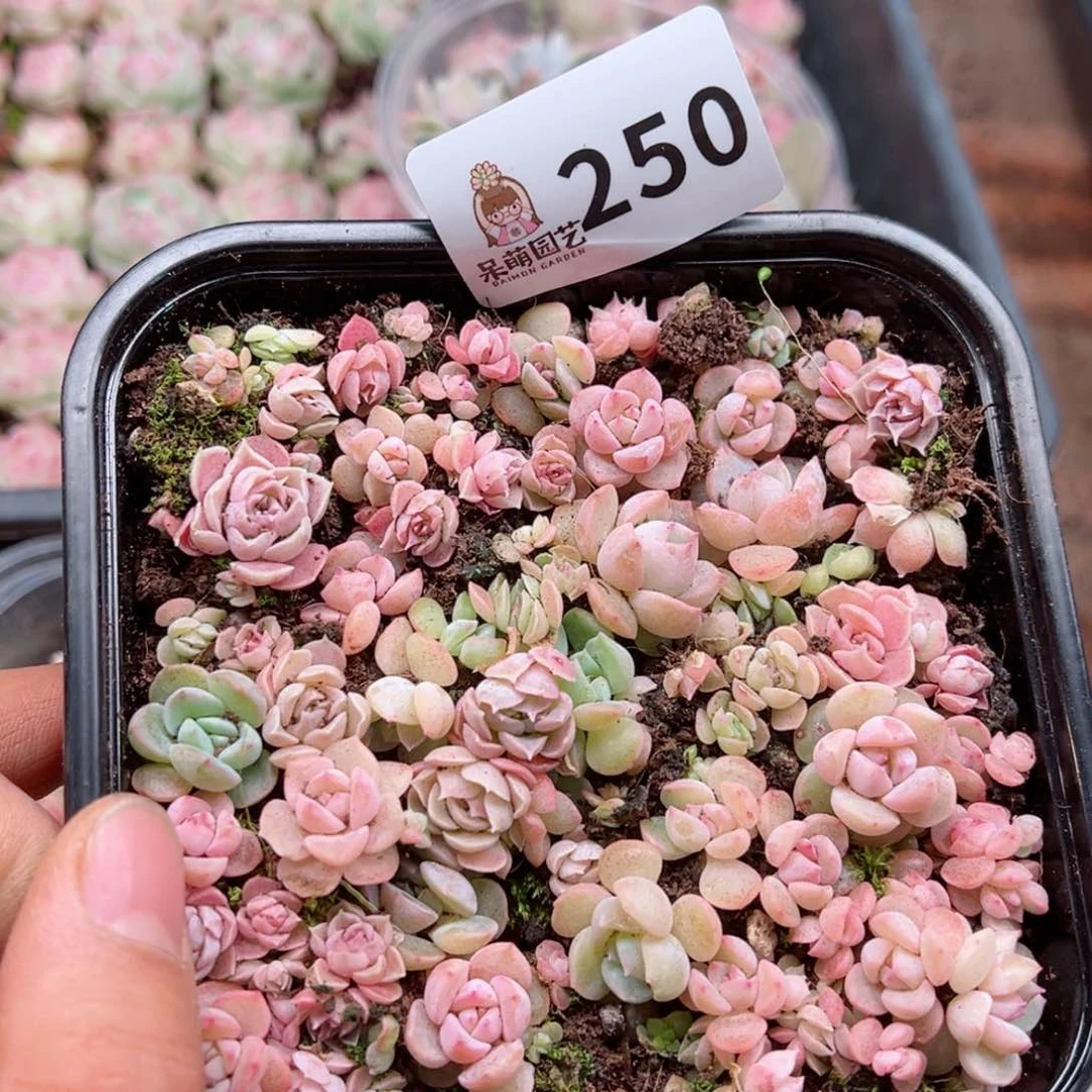 多肉植物多肉植物