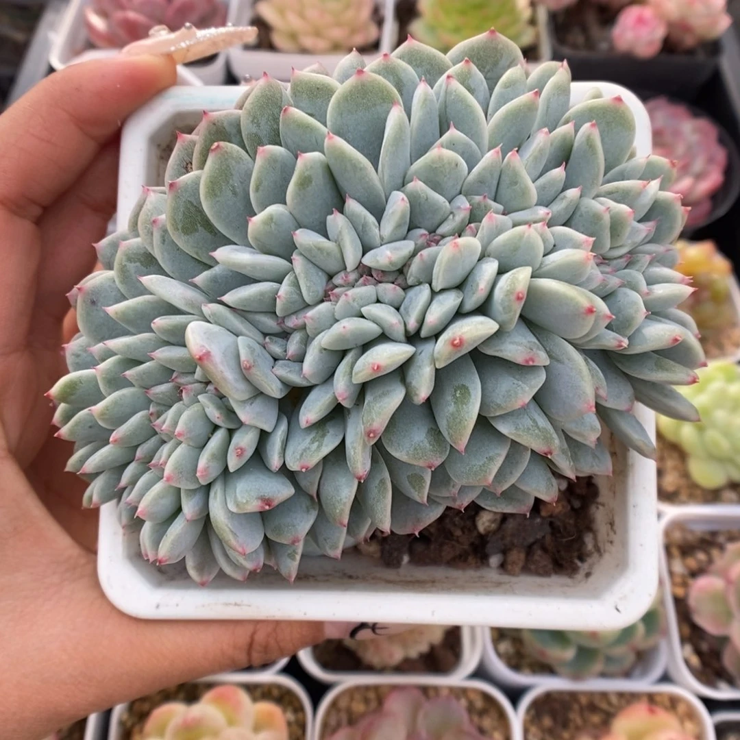 糖心缀化可拍1566号