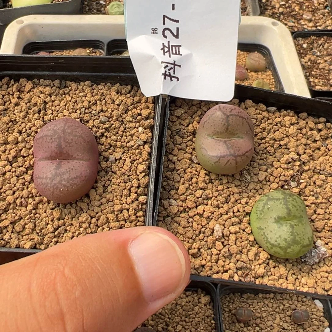 l***i27-59肉锥多肉植物，