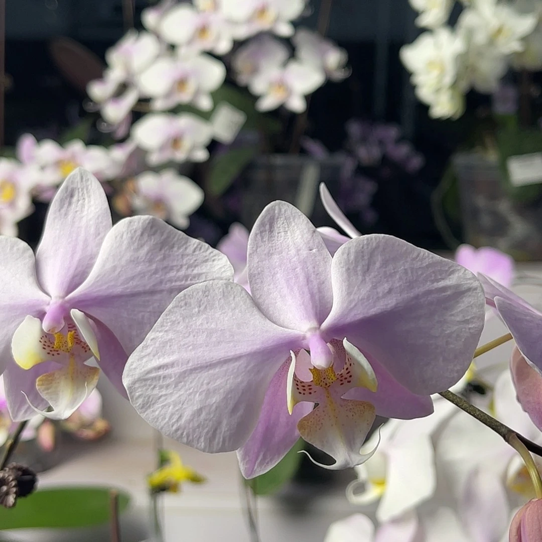 少量花朵（建议范围：2朵-5朵 或40%以下）编号942桑德交西