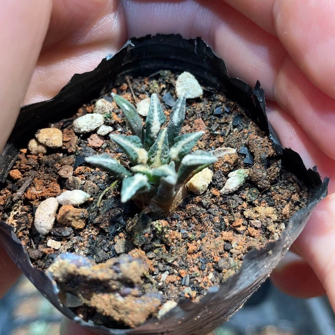 1.8cm实生超小尤姬牡丹萝卜根