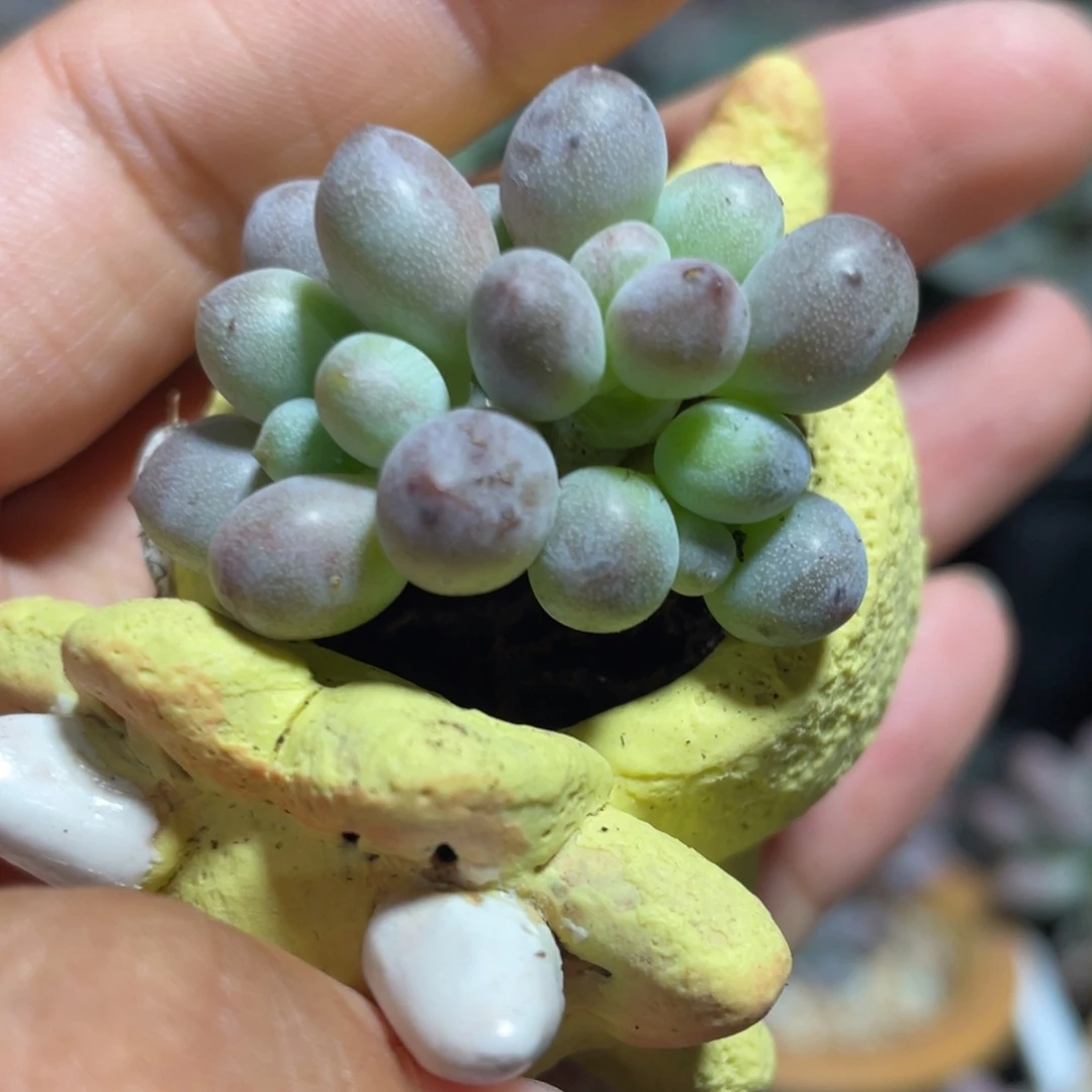 仙子奶酪多肉植物