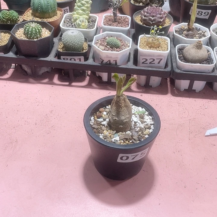 075产地土拔鼠大戟块根