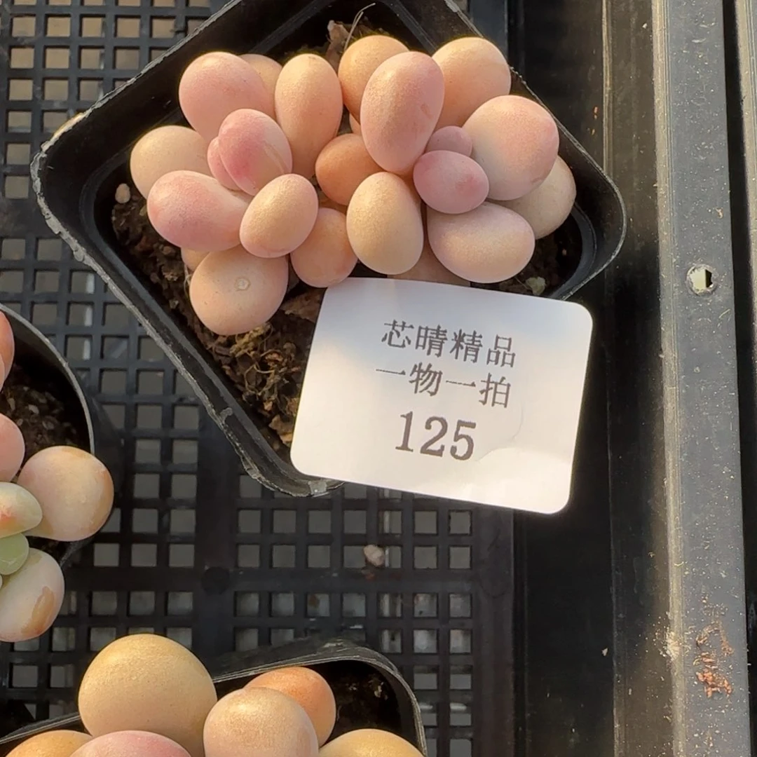 芒***奶闪购精品多肉125号