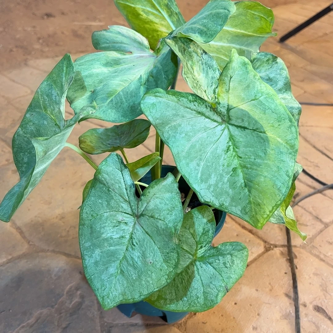 无花朵大球柠檬翡翠泰彩68