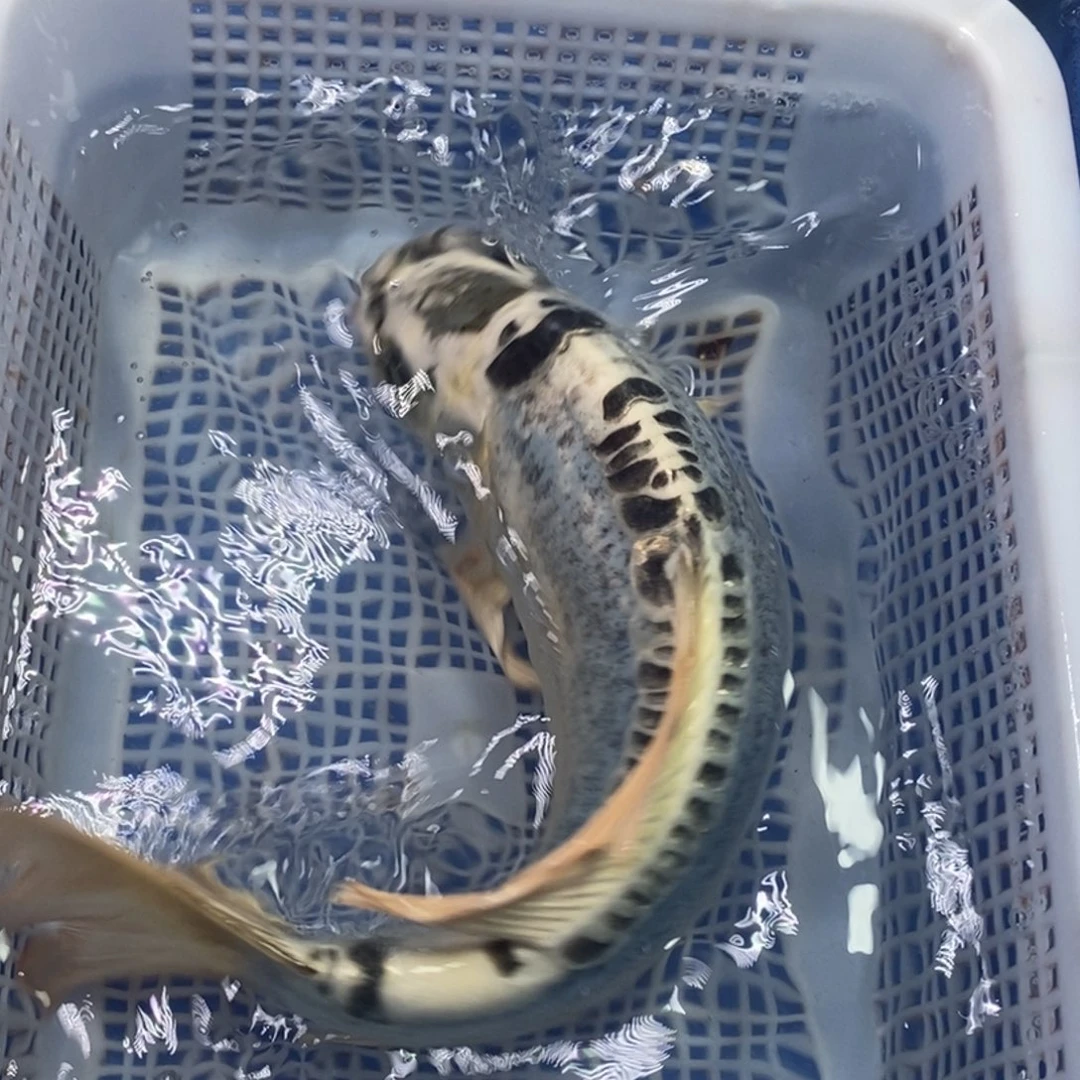 锦鲤冷水锦鲤包邮