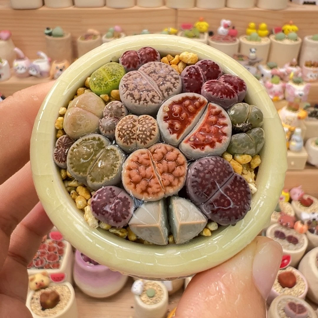 多肉植物19号彩色