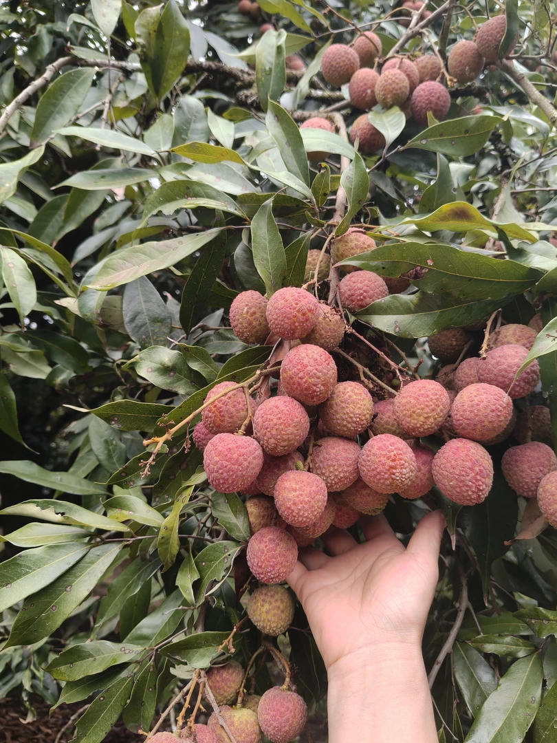 新鲜现摘黑叶荔枝当季水果多汁香甜【西藏内蒙新疆不接单】